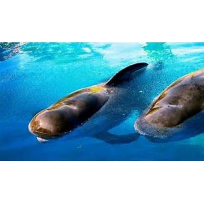 SeaWorld Parks & Entertainment, Inc. logo